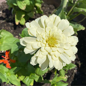 Meet your Posher, Chhime